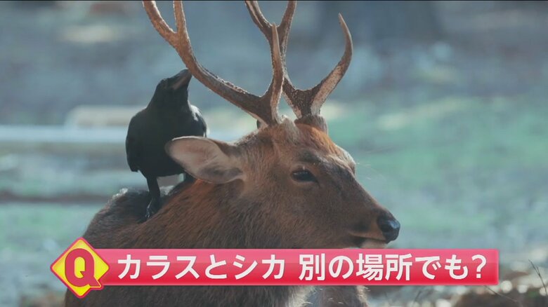 シカの頭に乗るカラス