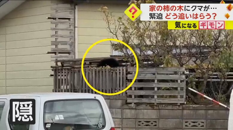追い立てられ、庭の奥に隠れるクマ