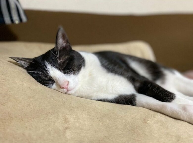 ぐっすり寝ている空くん