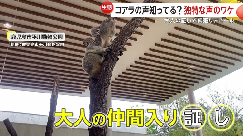 木に登り鳴き声を出すコアラ