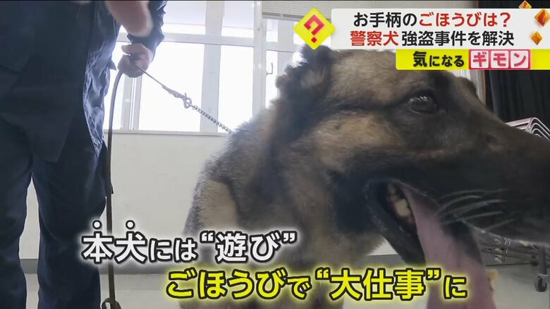 贈呈されたビーフジャーキーを食べようとし制止されるレグルス