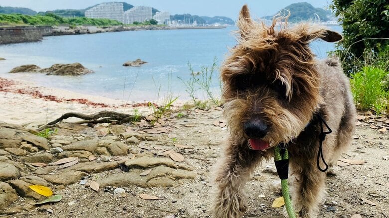 海では砂浜の近くを歩くことも
