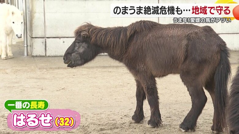 最年長のはるせちゃん３２歳