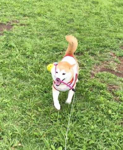 大好きな散歩でウキウキ顔のヒナちゃん