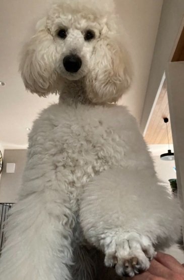 飼い主さんを起こしに来たベルちゃん