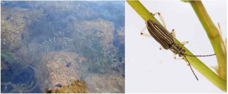 キイロネクイハムシ（右）と生息場所（左）