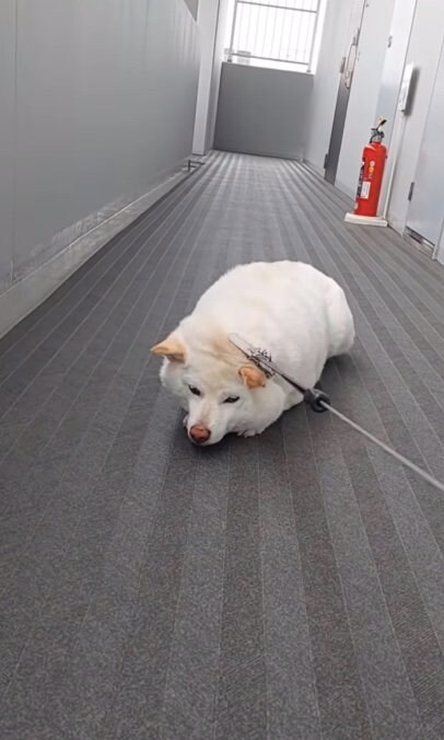 提供： kinako_kinakoさん