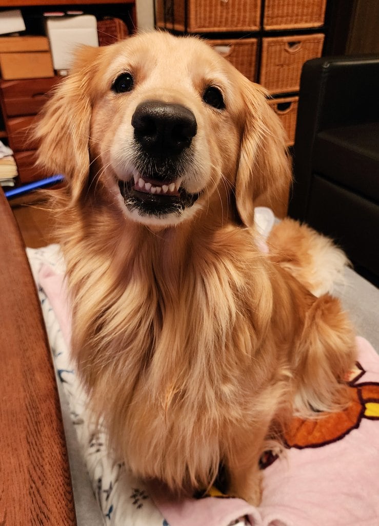 提供：Charlotte@ゴールデンレトリバーさん
