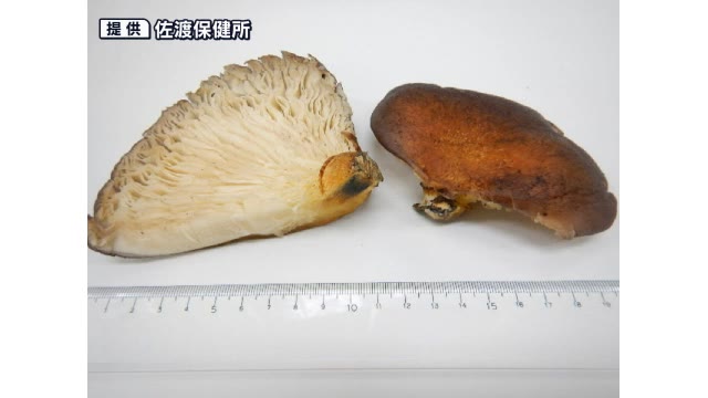 新潟県が「毒キノコ食中毒発生注意報」発令 佐渡市で3人が食中毒
