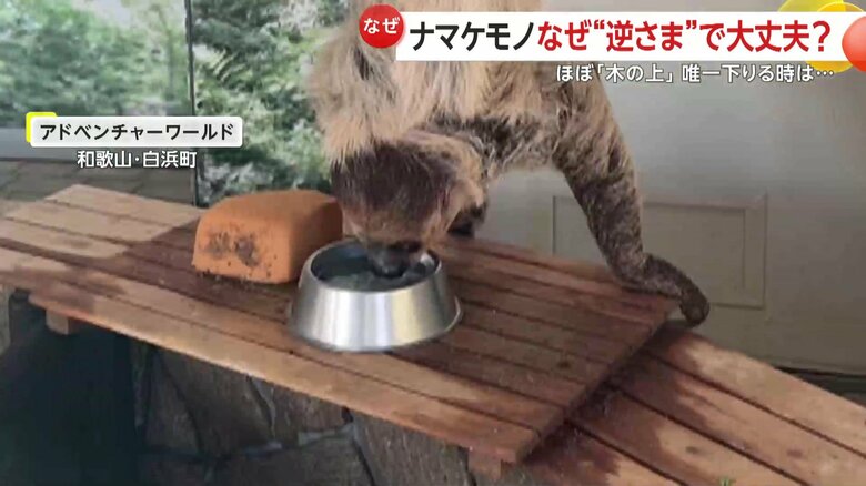 アドベンチャーワールドで木にぶら下がり逆さまの状態で水を飲むナマケモノ