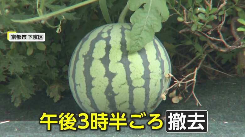 人が近づく危険性から撤去されたスイカ