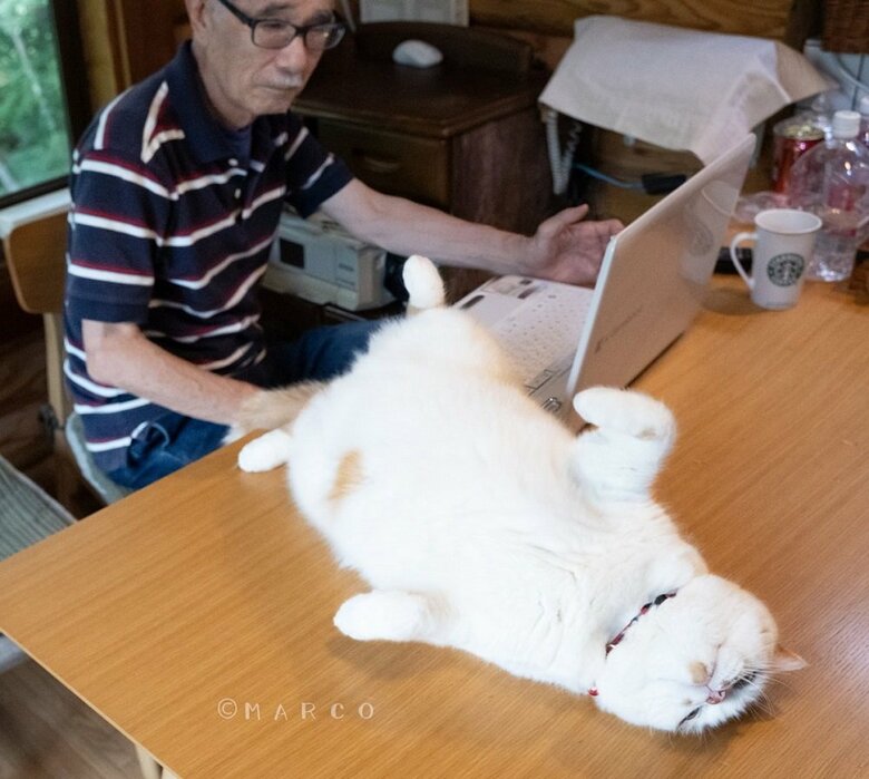 おなかを見せて誘惑するメイくん（提供：MARCOさん）