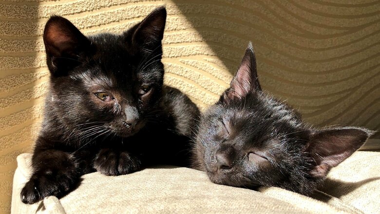 2匹の子猫時代。飼い主をお母さんと思っているのかも