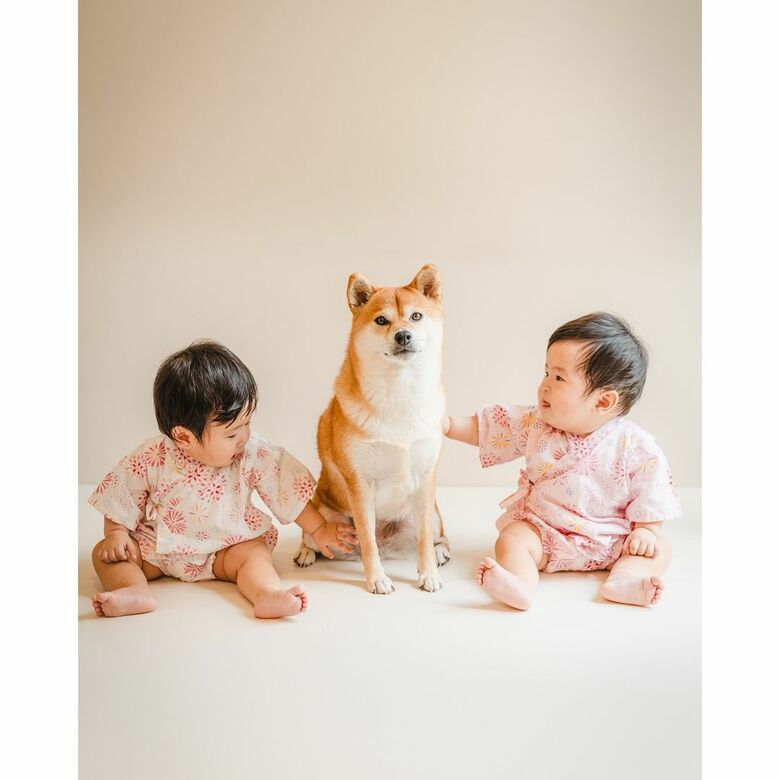 提供：柴犬　むぎさん