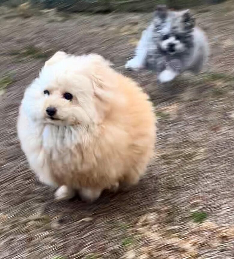 提供：＠tsuru_323さん