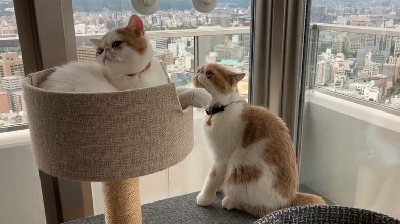 息子はパンチしたけど知らん顔　画像提供：エキゾのきなこさん。