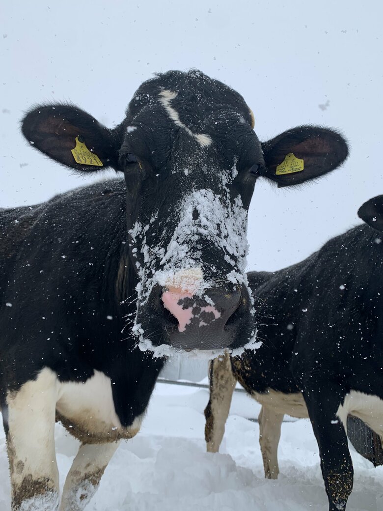 雪の中をズンズン進んでいったホルスタイン