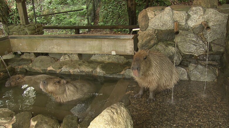 カピバラ露天風呂がお目見え