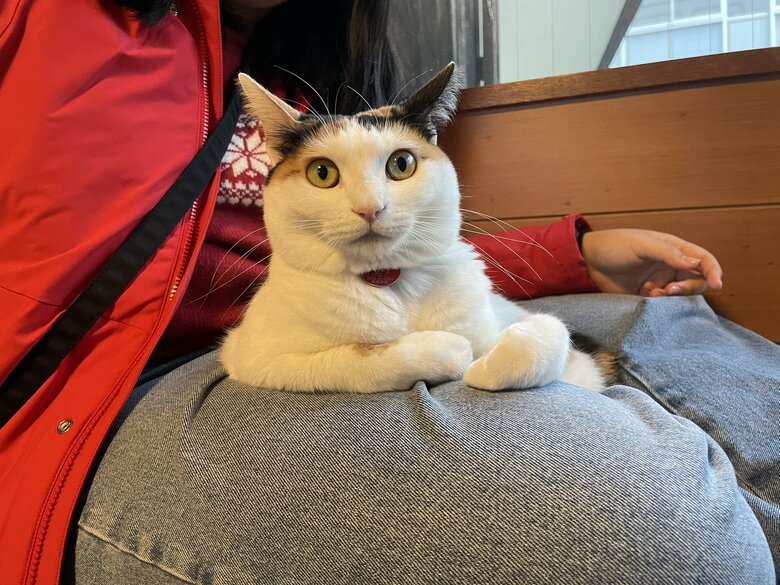 膝の上で満足気な様子