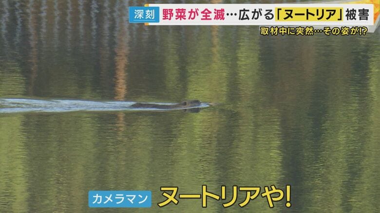 泳ぐヌートリア