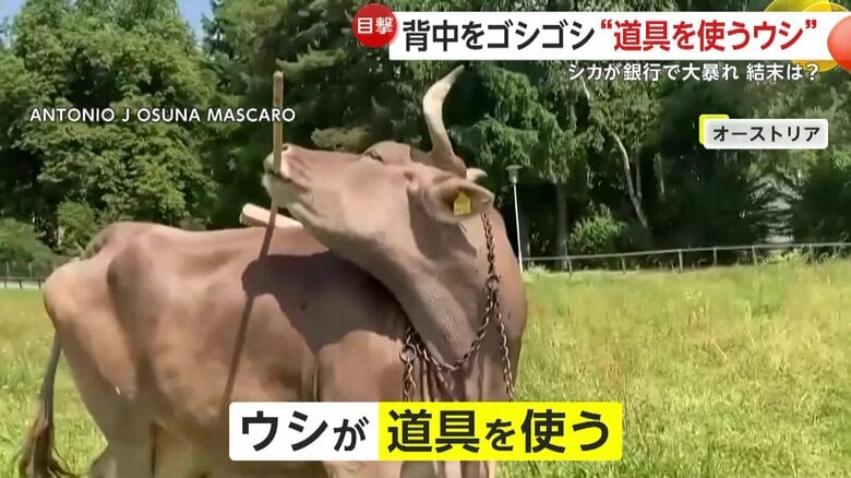 まるでかゆいところを探し当てるかのように背中をブラッシングしていたウシ（オーストリア）