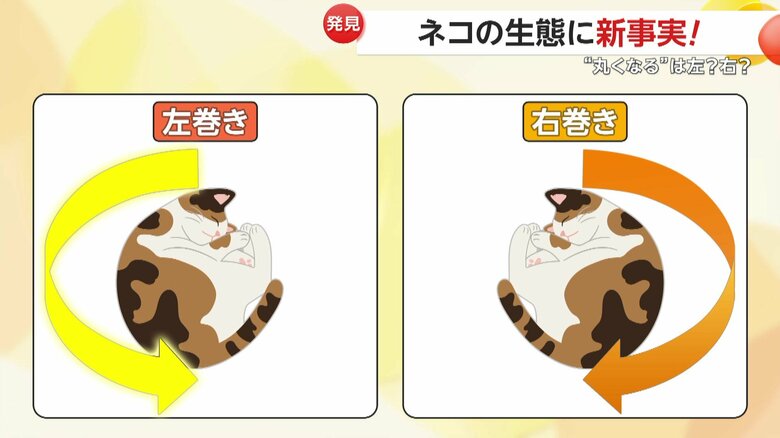 どちらかに丸まって寝る傾向があるネコ（イメージ）