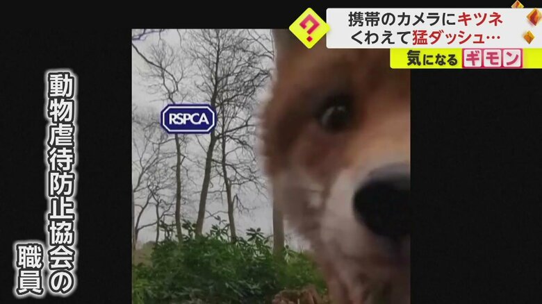 あるキツネを撮影する目的で置いた携帯電話を別のキツネがくわえてダッシュする一部始終