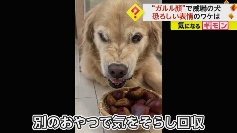 カゴに入った栗を目の前にして、ガルル顔のルーシーちゃん