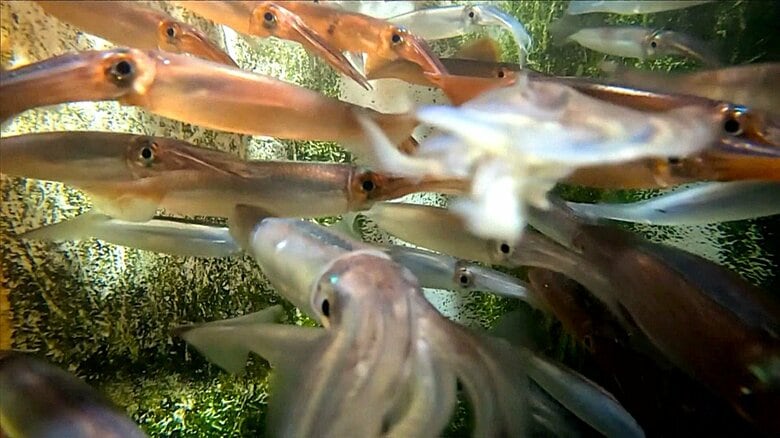 いか釣漁業協会は漁獲枠の増枠を要請