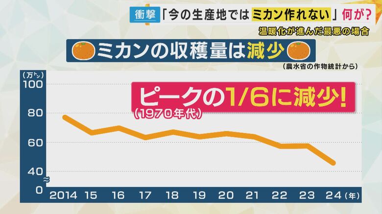 ミカンの収穫量は年々減少　ピーク時のおよそ6分の1に