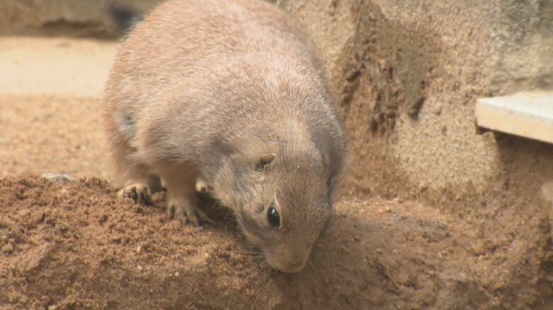 サクラ