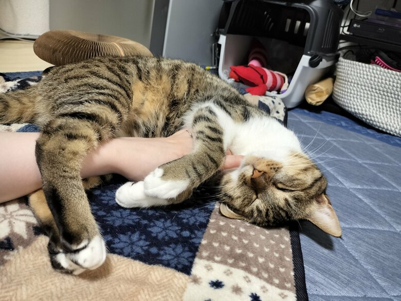提供：猫のテトさん