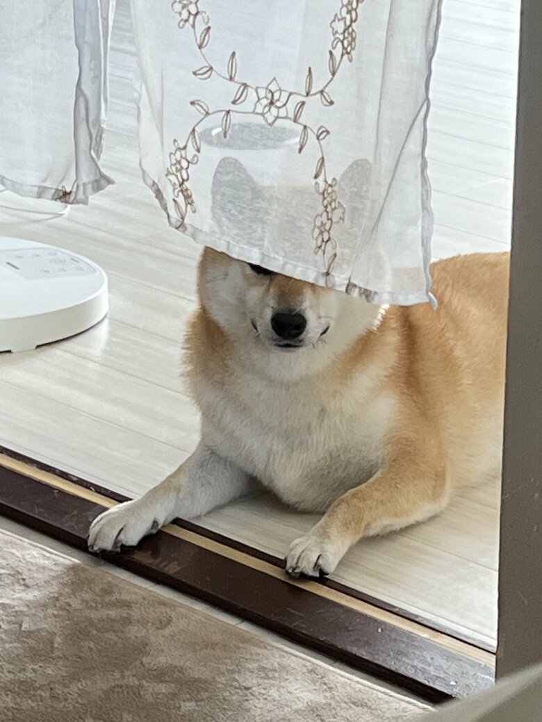 提供：柴犬ふう太さん