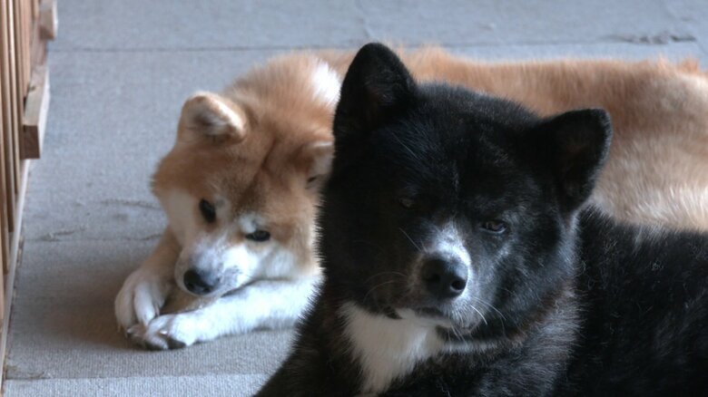 2人が「ほれてしまった」という秋田犬