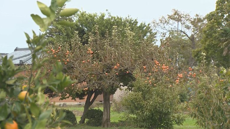 不要となった果樹の処分を呼びかけ