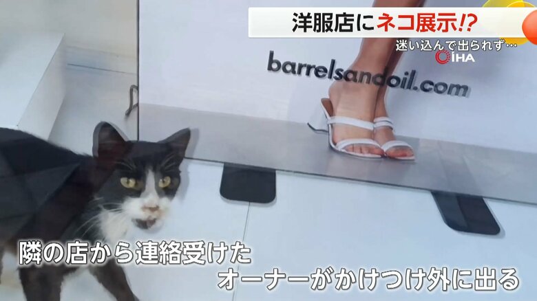 ショーウィンドウの中で諦めることなく必死にアピールするネコ