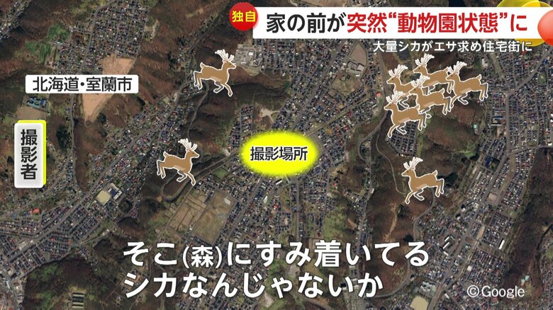 住宅街は森に囲まれていて、その森に住み着いているシカではないかと撮影者は推測する