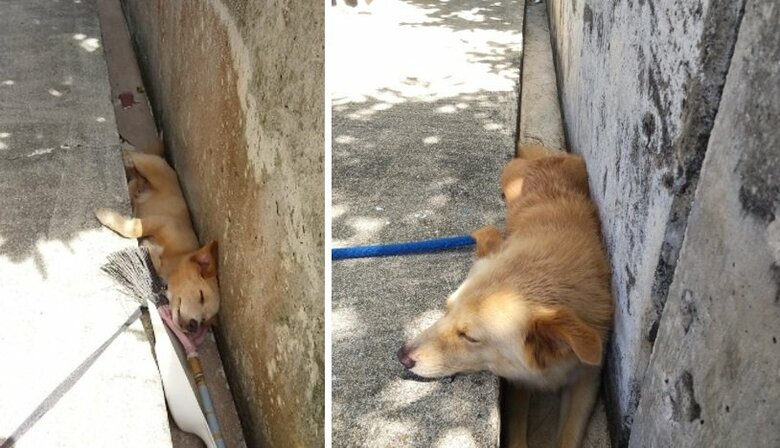 左はまだ小さかった頃の大吉くん。今ではこんなに大きく…