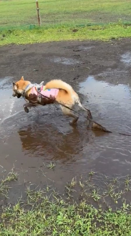 提供：柴犬まるやん日記さん