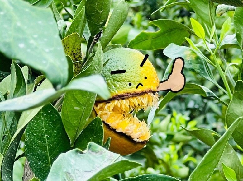 提供：のま果樹園