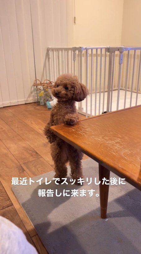 提供：トイプードル ディノセナとジュリさん