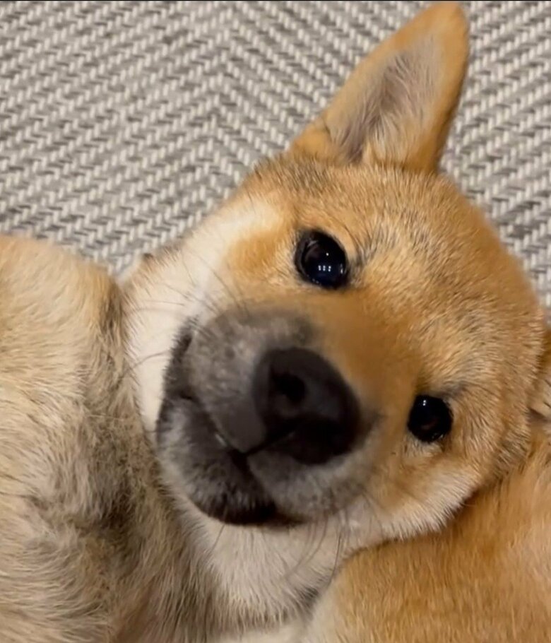 福ちゃんの膝枕で寝る春子ちゃん