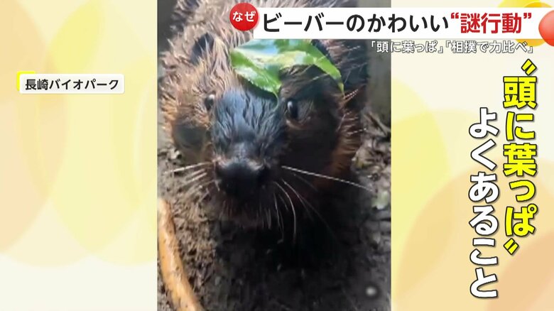 実は頭に葉っぱをのせてしまうことが多いビーバー（提供：長崎バイオパーク）