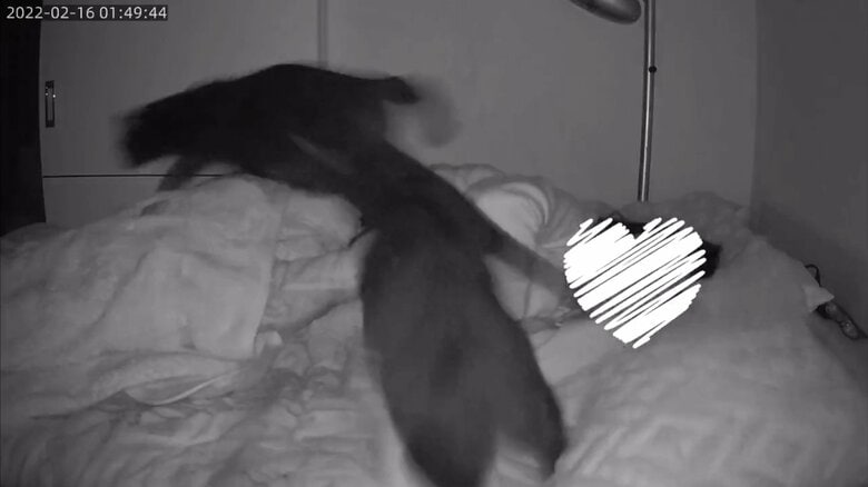 布団の上を容赦なく飛び回る…しかし