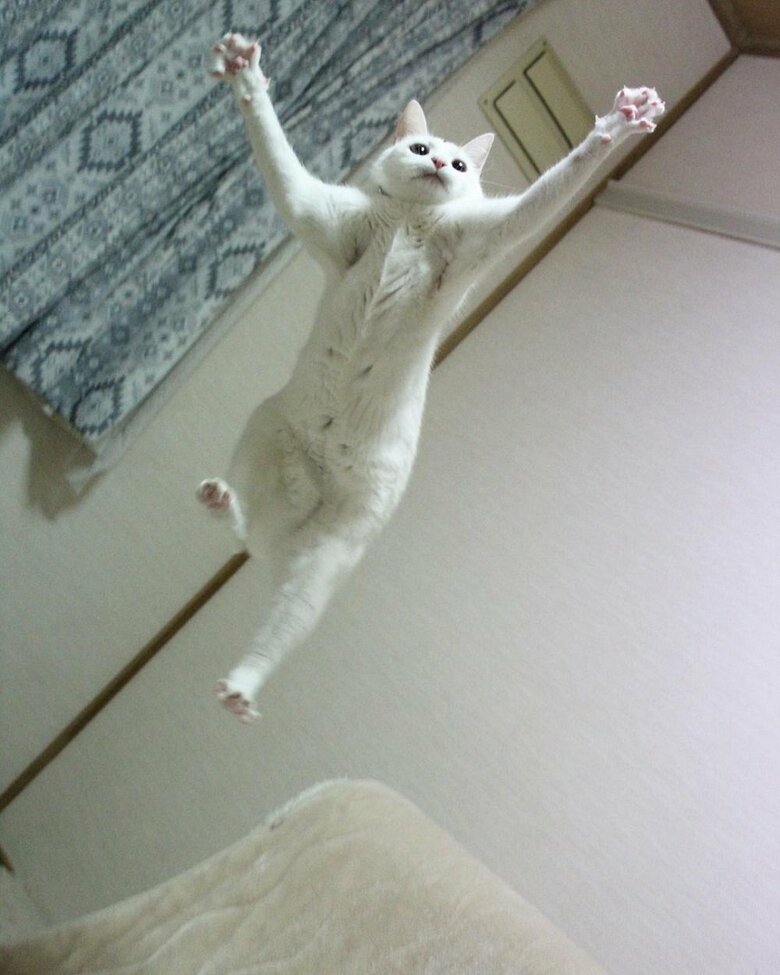 獲物へ向かってジャンプ！