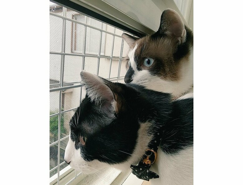 提供：かふぇらてさん