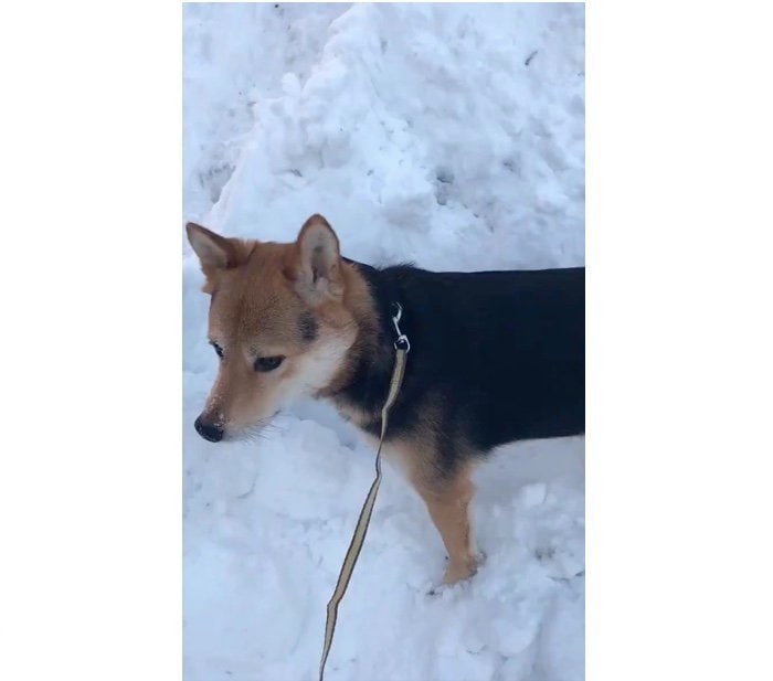 雪遊びを終えて散歩再開（提供：山さん）
