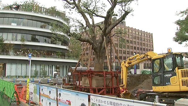 古来工法で大クスノキ移植 中学生も手伝い【熊本】