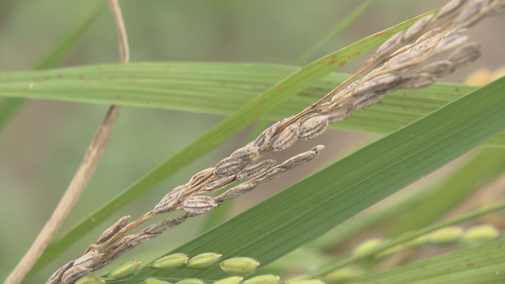 「稲穂が白い」「実が入っていない」夏の水不足でコメ収量に影響、品質低下も懸念…岩手・花巻市の生産者に打撃　概算金引き上げも複雑な心境