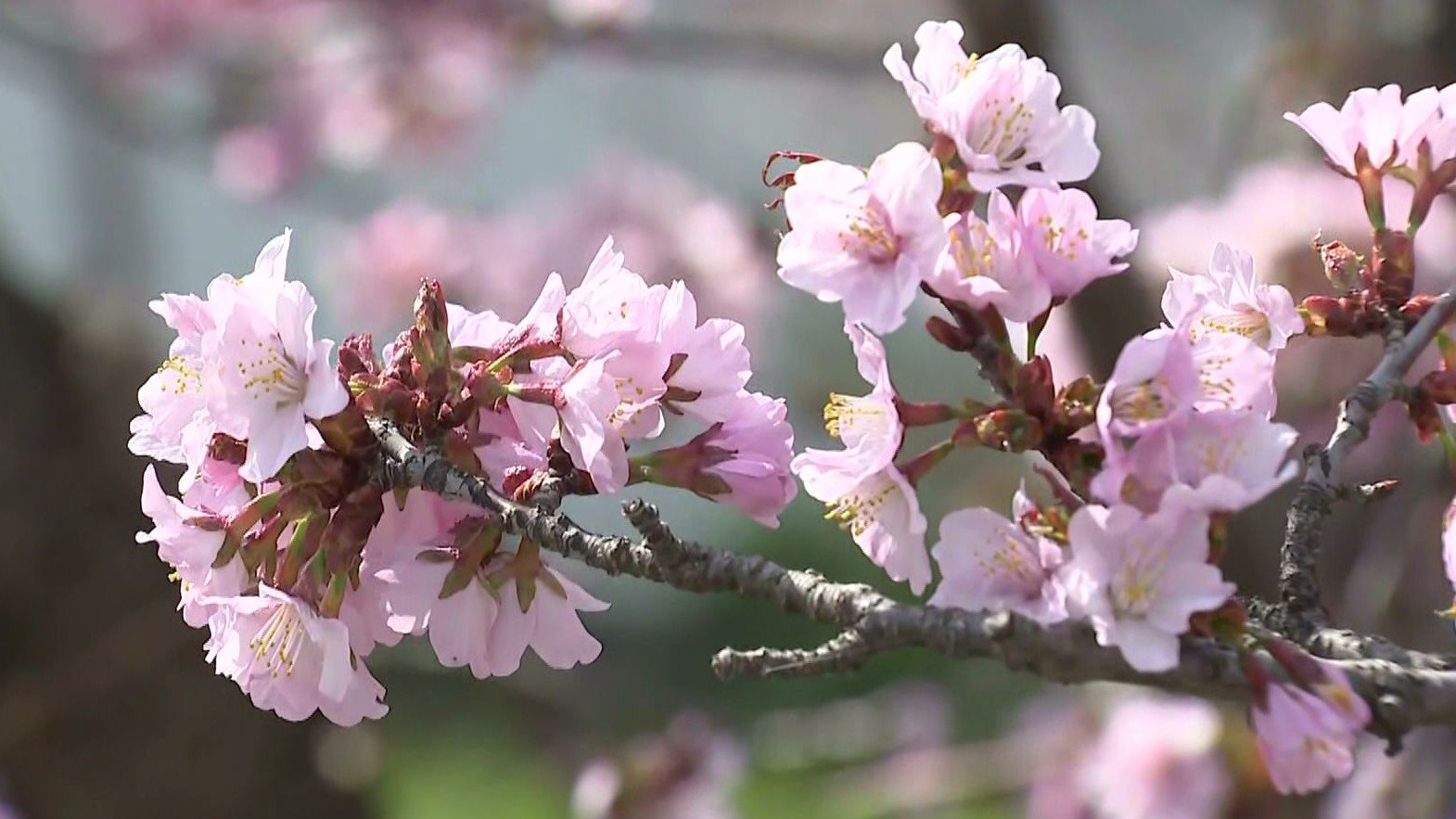 甘い香り漂わせ“チシマザクラ”170本かれんに咲き誇る～ピンクや白の花愛らしく…寒地土木研究所で27日まで一般公開〈北海道札幌市〉
